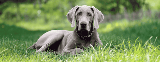 Waarom koffiehout de perfecte kauwstaaf is voor jouw hond