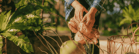 Ontdek waarom kokosvezel de ultieme keuze is voor jouw hond