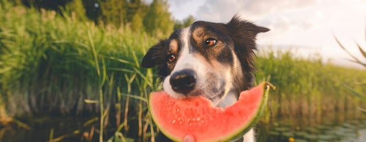 Verkoeling voor honden: zo hou je jouw hond natuurlijk koel in de zomer