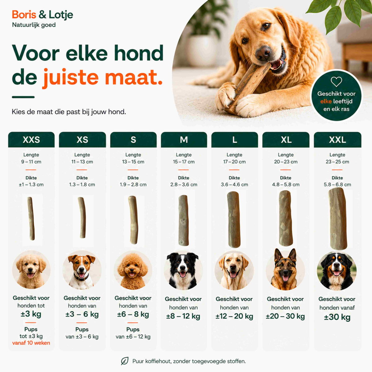 Koffieboomwortel Kauwstaaf Hond M (15-17 cm)