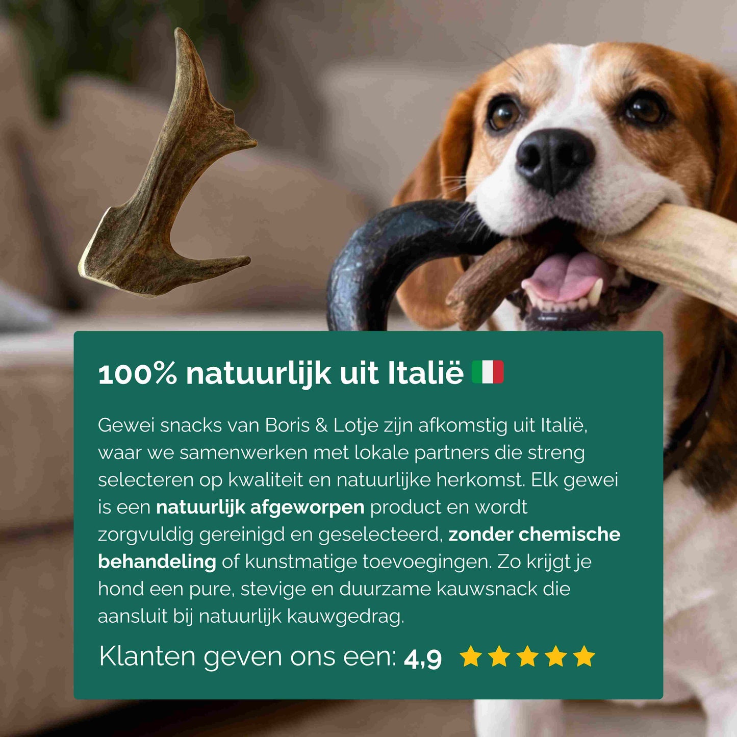 Elandgewei hondensnack 100% natuurlijk - maat L (120–160 gram)