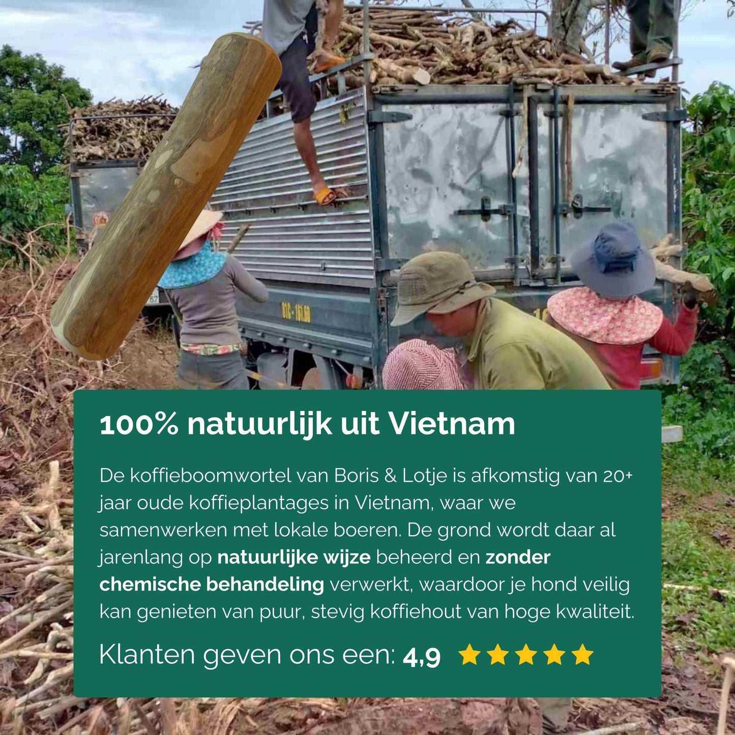 Koffieboomwortel Kauwstaaf Hond L (17–20 cm) - Per stuk