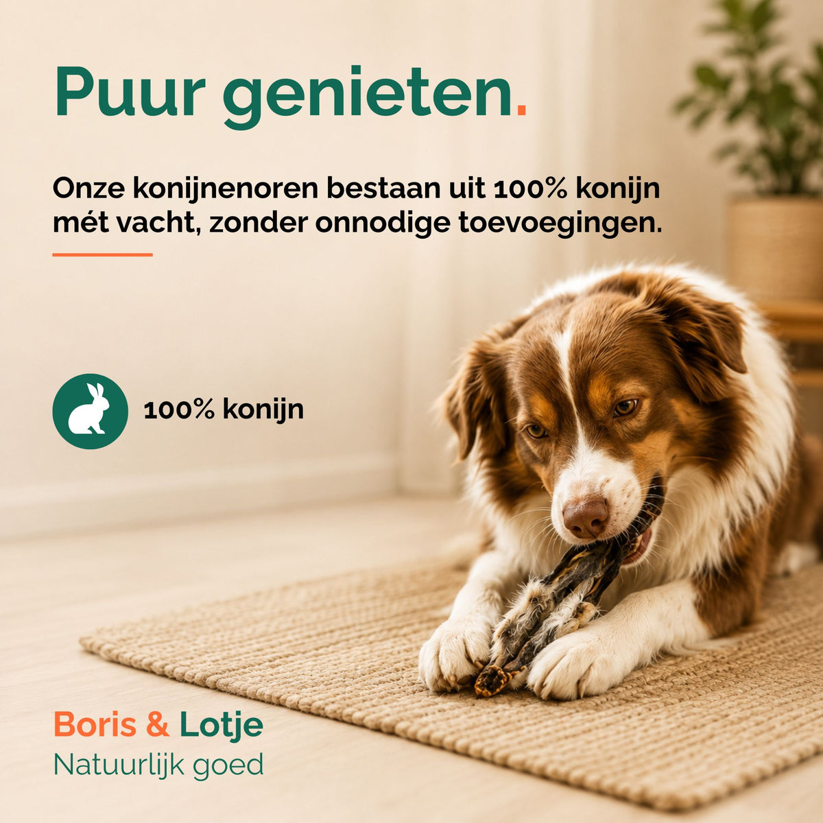 Konijnenoren met vacht 100 gram