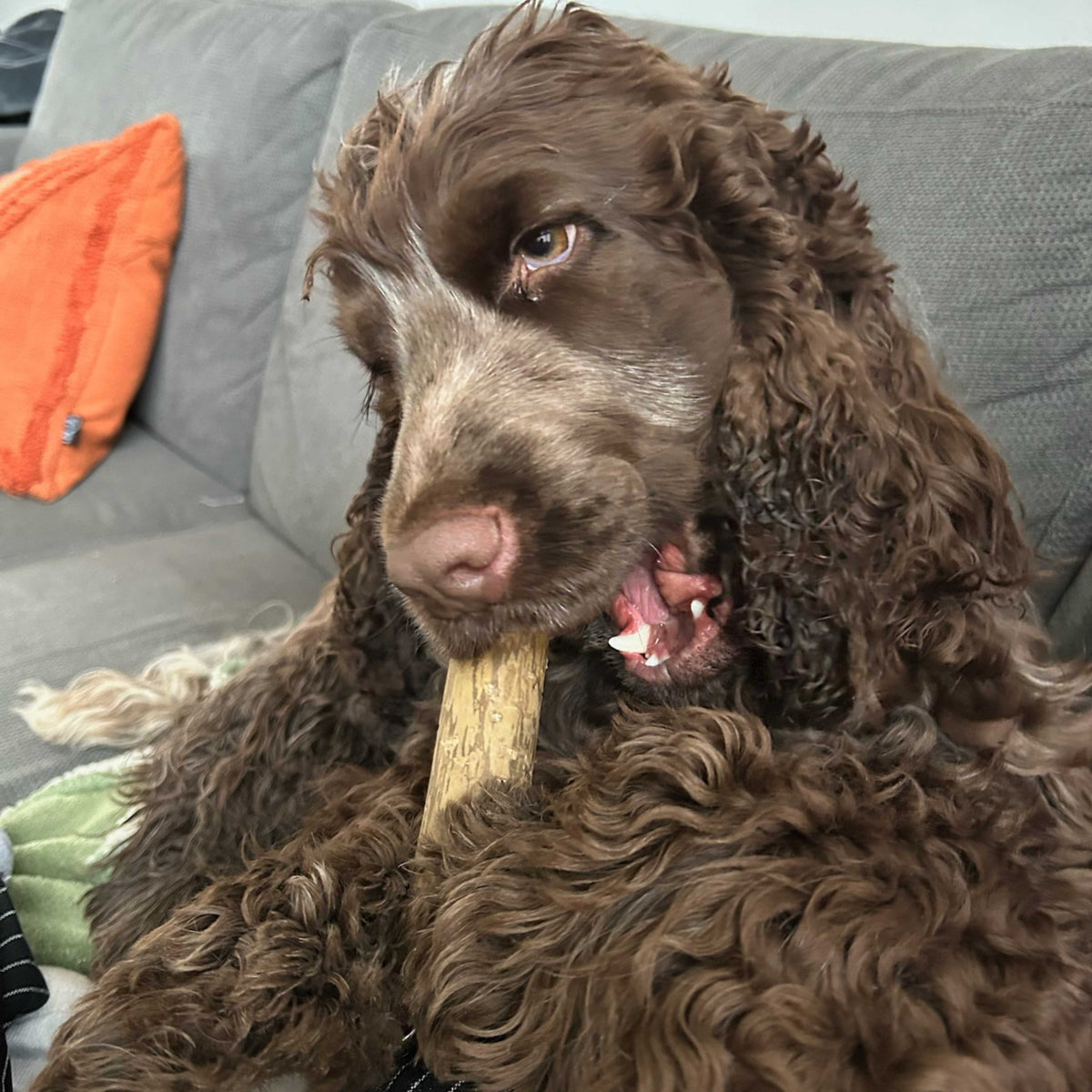 Boris de Engelse Cocker Spaniel