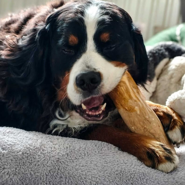 Koffieboomwortel voor honden