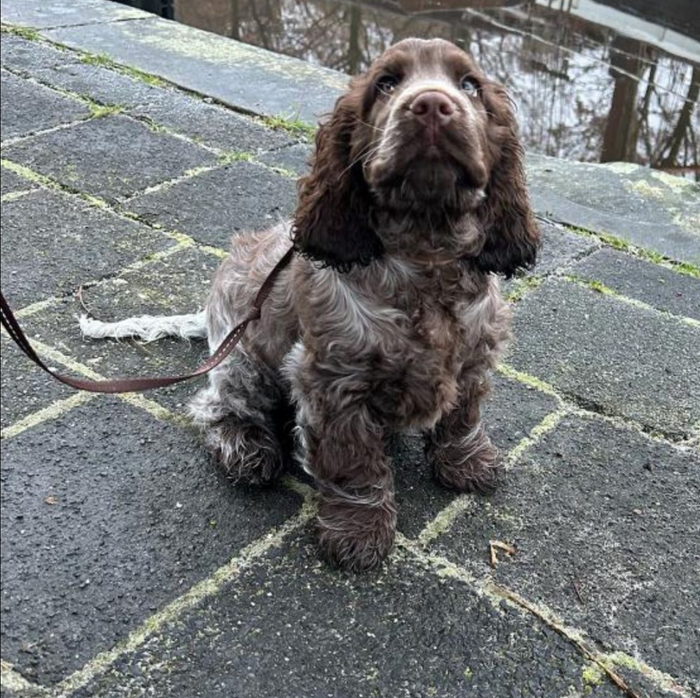 Puppy