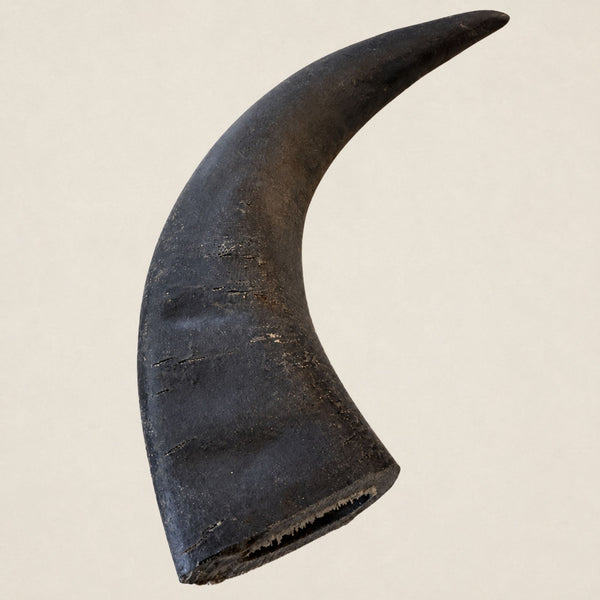 Buffelhoorn M (150-225 gram)