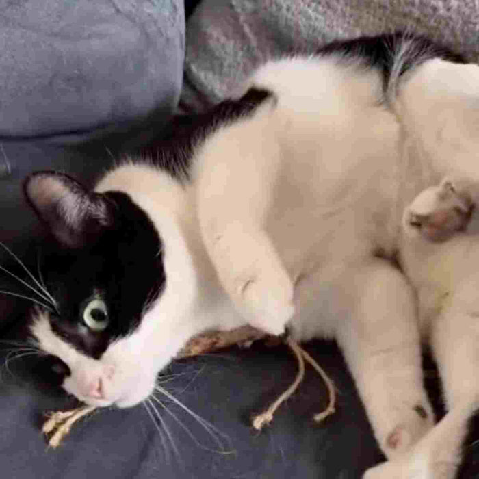 Interactief kattenspeelgoed